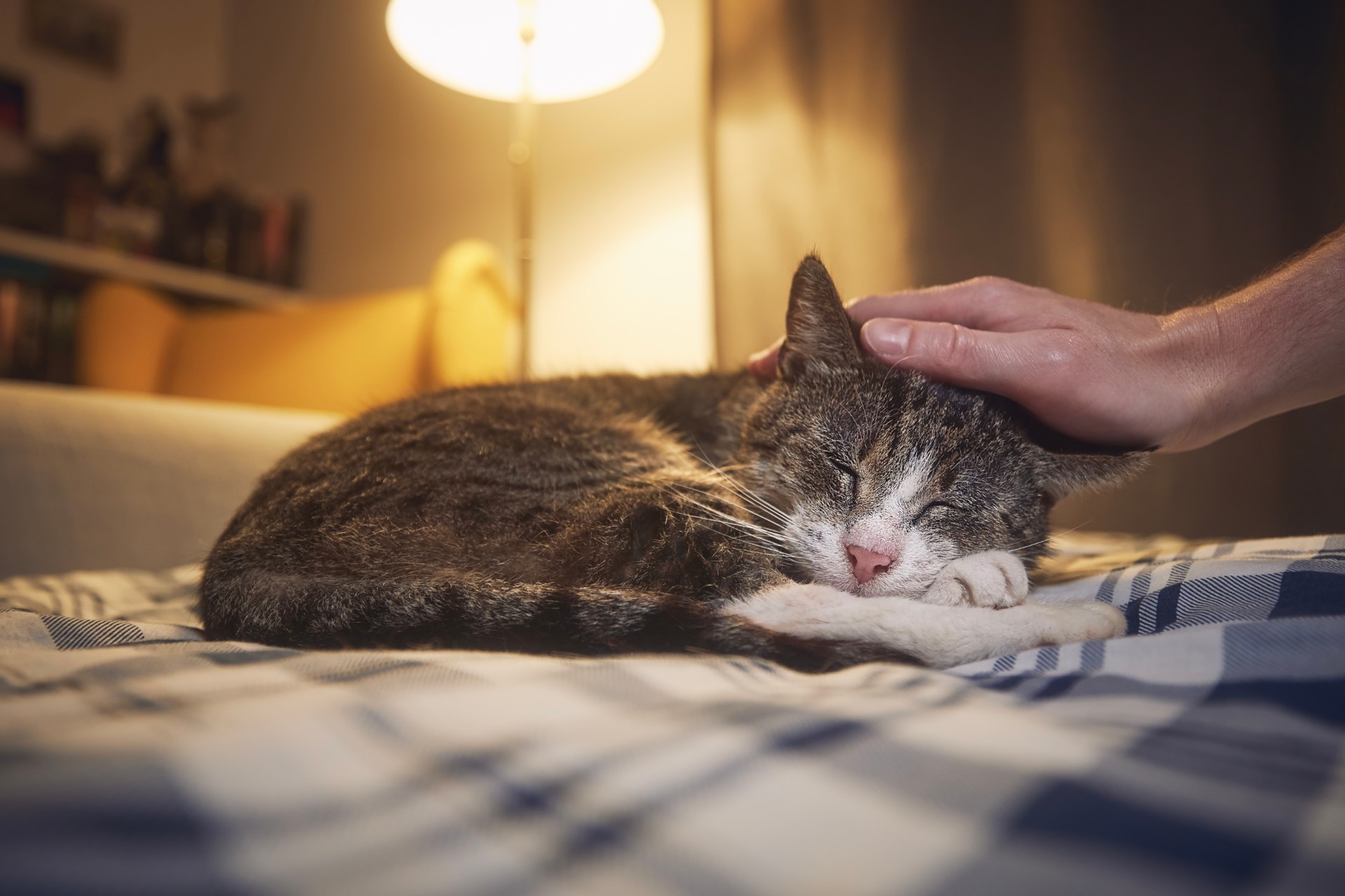 Old cat sleeping in bed at night