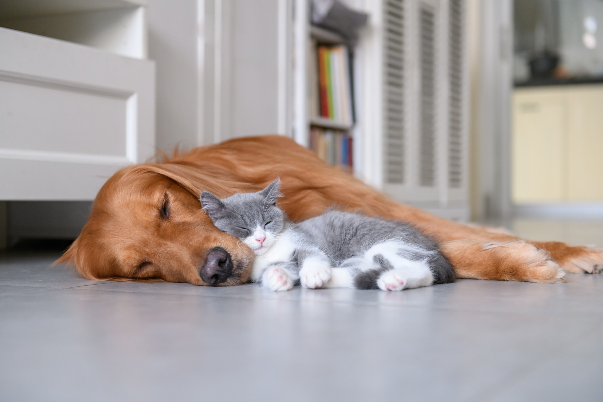 Golden Retriever and Kitten