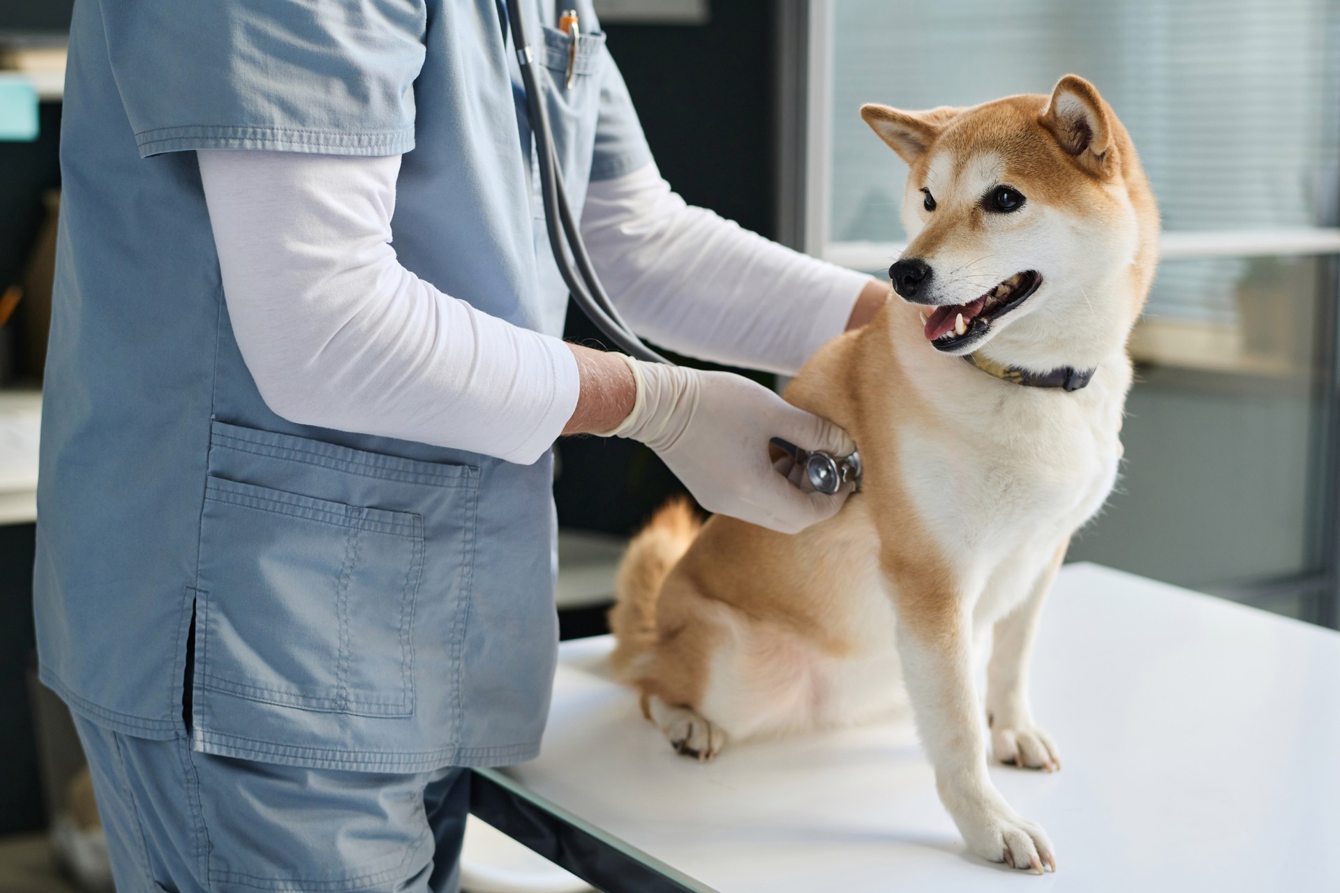 Vet Doctor Doing Dog Lungs Examination in Clinic